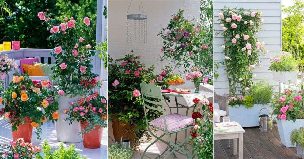 Khung giàn hoa hồng leo: Trang trí ban công, sân vườn đẹp – Dụng ...