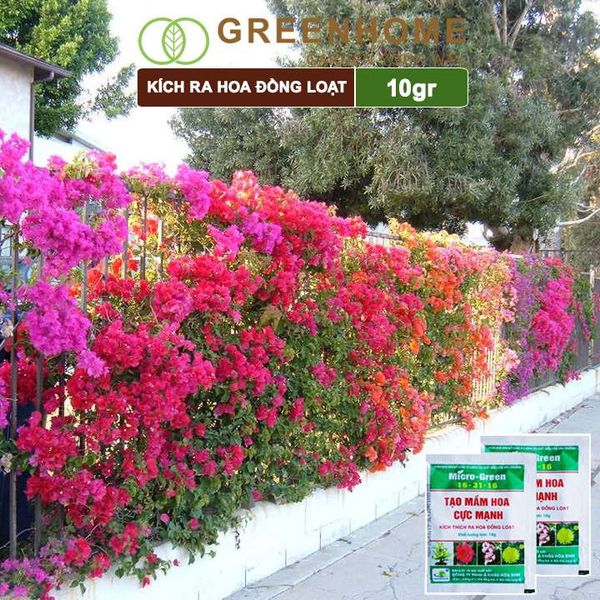 Phân kích ra hoa, Micro Green 16-31-16, gói 10gr, tạo mầm hoa cực mạnh, thúc đẩy ra hoa đồng loạt |Greenhome