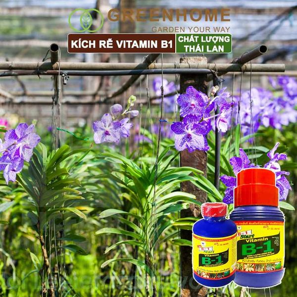 Phân kích rễ Vitamin B1, Thái Lan, tạo mầm, rễ khoẻ, sai hoa |Greenhome