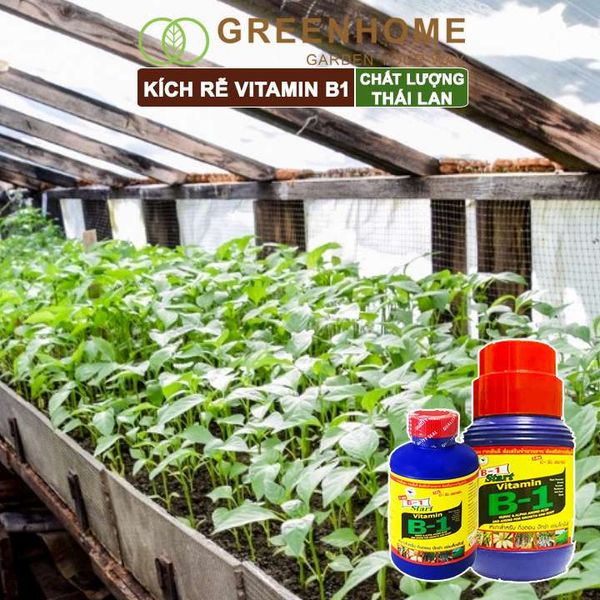 Phân kích rễ Vitamin B1, Thái Lan, tạo mầm, rễ khoẻ, sai hoa |Greenhome