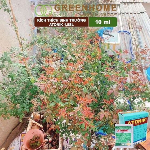 Hộp 10 gói Thuốc kích thích sinh trưởng cây trồng Atonik, gói 10ml, chuyên hoa lan, hoa hồng, cây cảnh |Greenhome