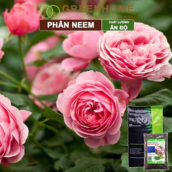 Phân bón hữu cơ Neem nguyên chất Greenhome, trị sùng đất, cuốn chiếu, hỗ trợ kích rễ, mầm, hoa, thân, lá