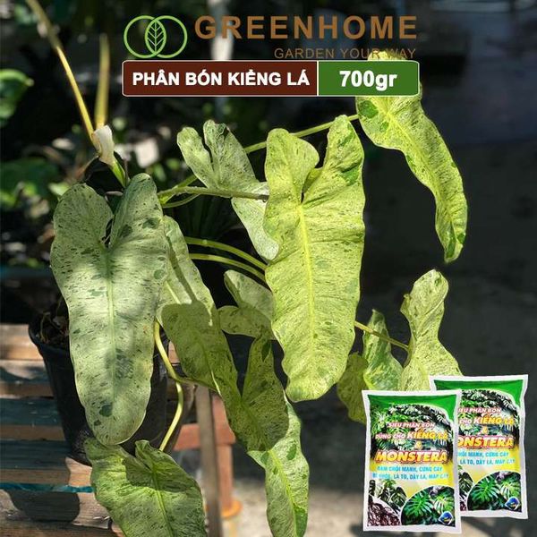 Phân bón kiểng lá, monstera, Greenhome, bao 700gr, đâm chồi mạnh, cứng cây, rễ khoẻ, lá to, dày