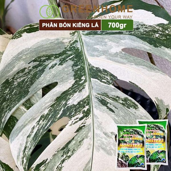 Phân bón kiểng lá, monstera, Greenhome, bao 700gr, đâm chồi mạnh, cứng cây, rễ khoẻ, lá to, dày