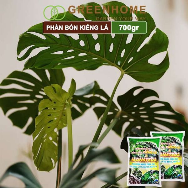 Phân bón kiểng lá, monstera, Greenhome, bao 700gr, đâm chồi mạnh, cứng cây, rễ khoẻ, lá to, dày