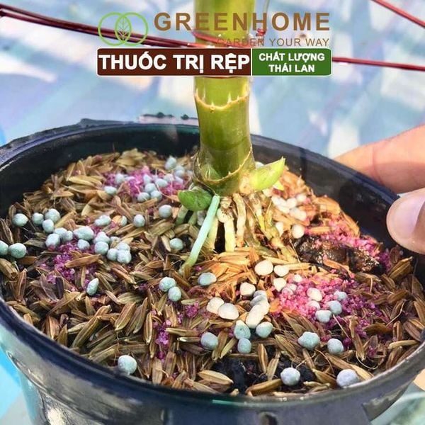 Thuốc tím trị rệp  Starkle-G, lưu dẫn, an toàn, hiệu quả, dùng cho sen đá, xương rồng |Greenhome