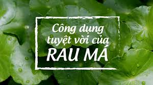 Bí tiểu và nước tiểu màu vàng đậm có phải là dấu hiệu cho thấy trẻ cần uống nước rau má?
