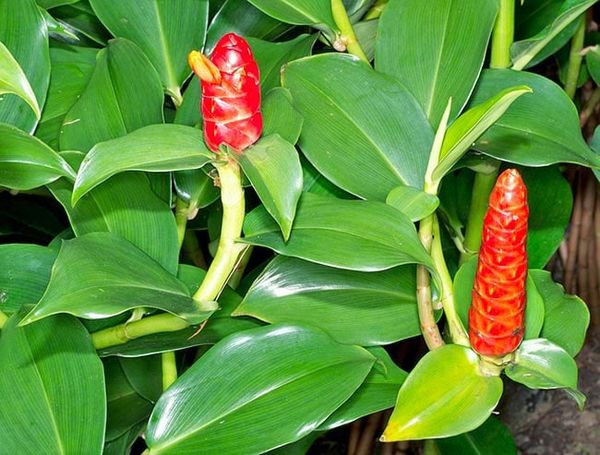 quà tặng sếp mạ vàng