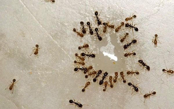 kiến bu vào khăn tắm