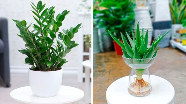 quà tặng sếp lên chức