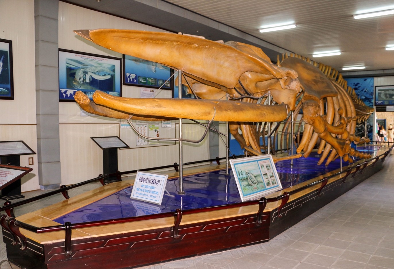 Bộ xương cá voi lưng gù dài 18m, nặng 18 tấn trưng bày tại Viện Hải Dương học