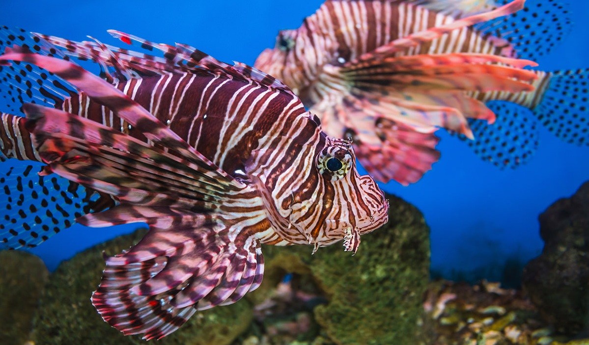 Cá công chúa kích thước lớn có những vây gai sặc sỡ màu sắc đang bơi trong bể kính Viện Hải Dương học