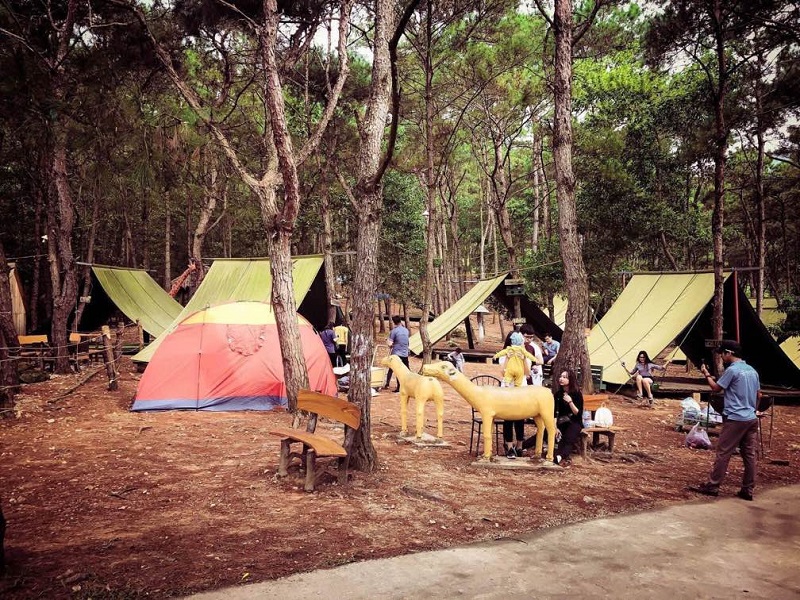 Các lều trại được dựng trong rừng thông