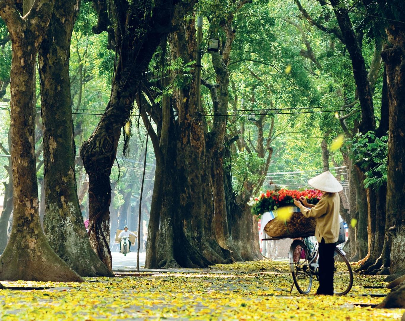 Con đường Phan Đình Phùng của Hà Nội rợp bóng cây xanh 2 bên và đầy lá vàng rơi vào mùa thu