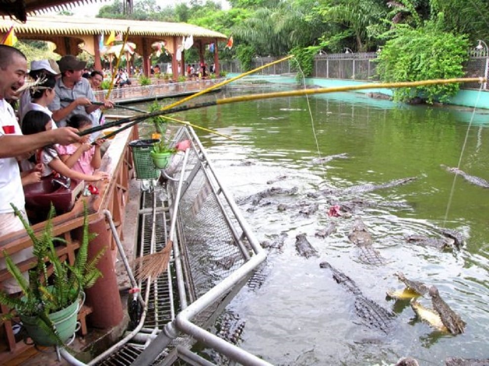 Rất nhiều du khách đang câu cá sấu dưới đầm lầy ở khu du lịch Cồn Phụng Bến Tre