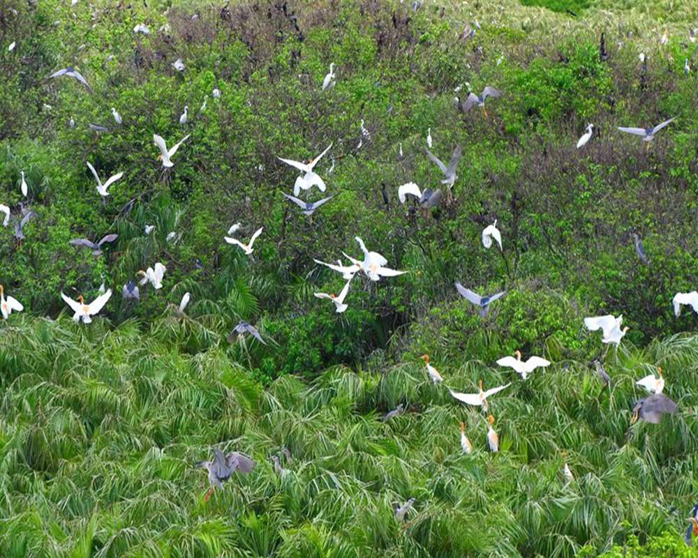 Rất nhiều những con cò trắng đậu trên đỉnh cây xanh rì ở sân chim Vàm Hồ Bến Tre