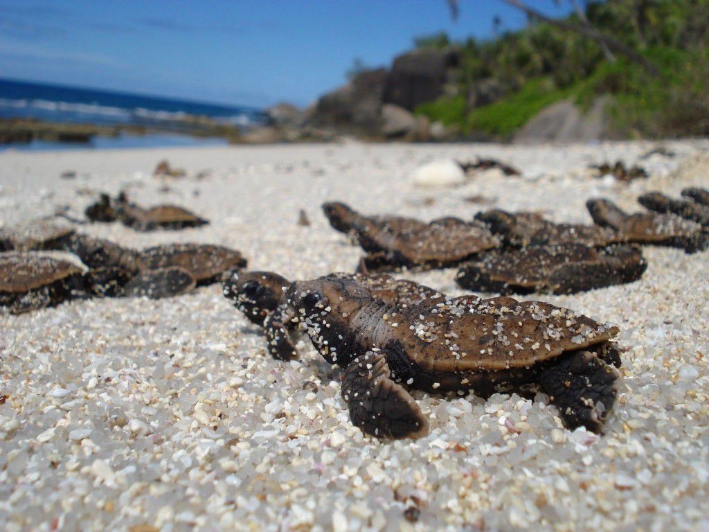 Những con rùa Vích bò lên bãi cát trắng để đẻ trứng