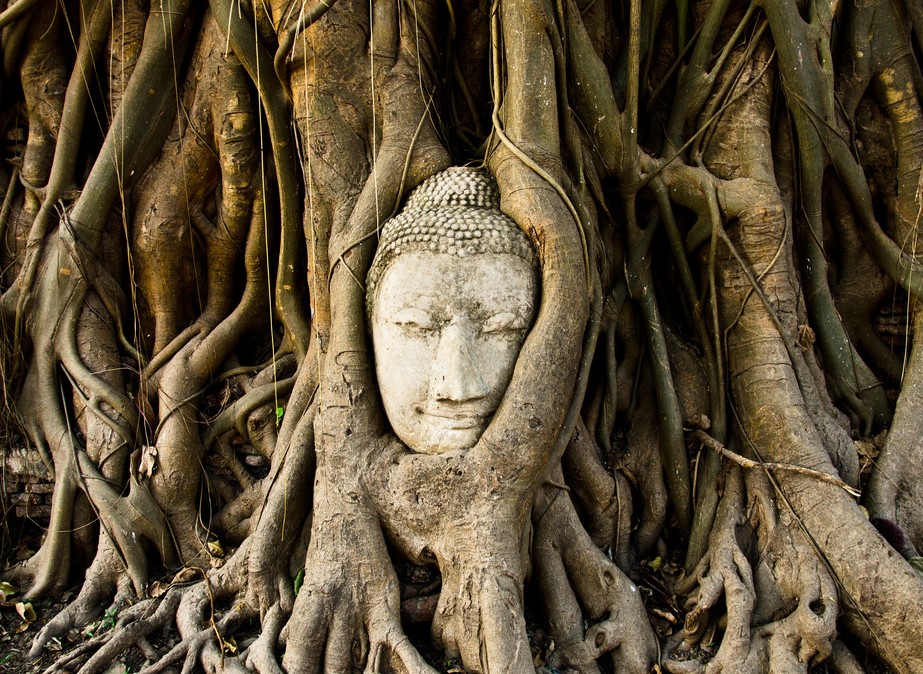 Đầu bức tượng Phật nằm ẩn trong chùm rễ cây cổ thụ ở Ayutthaya