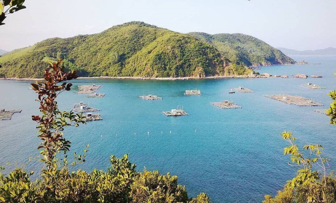 Vịnh Xuân Đài nhìn từ đảo Nhất Sơn được bảo phủ một màu xanh của cây, của biển, của trời