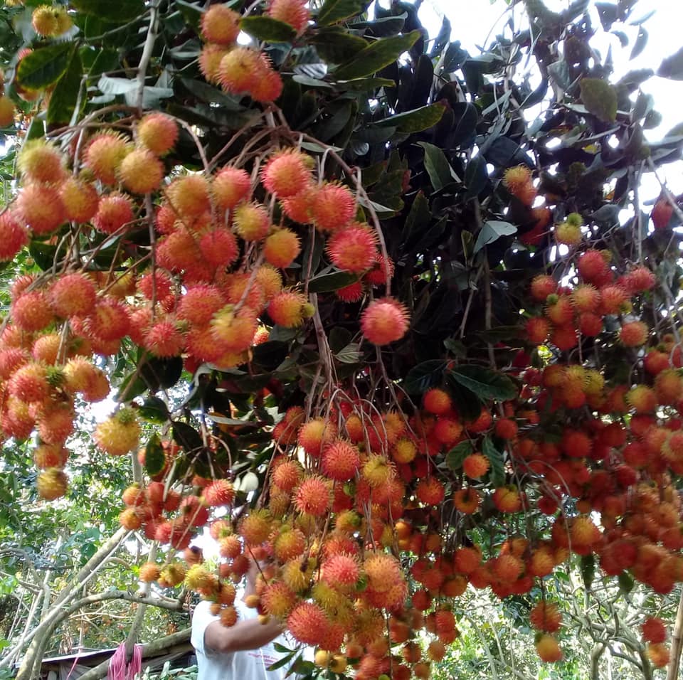 Những chùm chôm chôm chín đỏ sai trĩu nặng cành ở Vườn chôm chôm Huệ