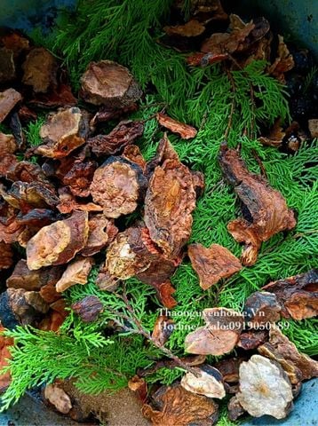 Giảm rụng tóc từ là Trắc Diệp