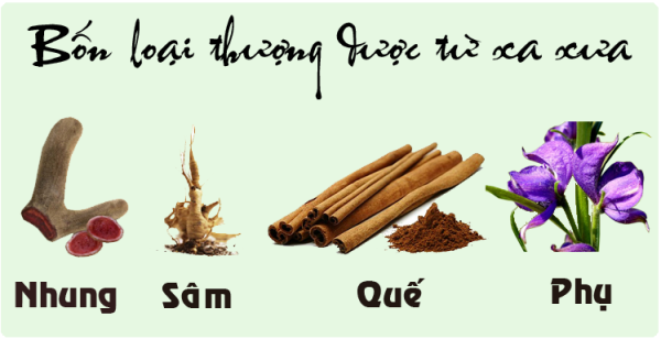 Sâm Nhung Quế Phụ