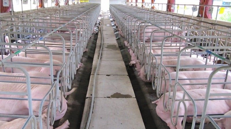 Bất cập quản lý chất thải chăn nuôi lợn và lỗ hổng của quy chuẩn kỹ thuật