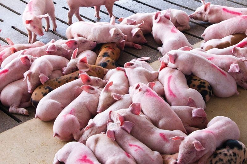 Phòng trị bệnh sưng phù đầu ở heo con