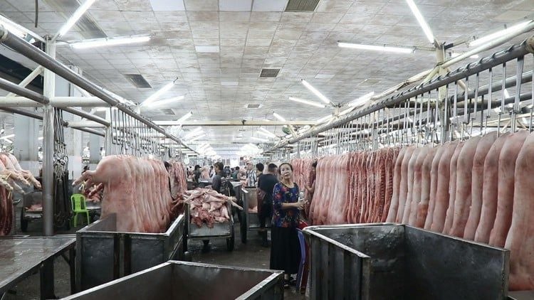 Vì sao giá heo hơi miền Nam cao hơn nhiều so với miền Bắc?