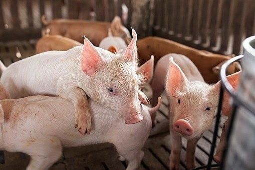 Bệnh liên cầu khuẩn ở heo