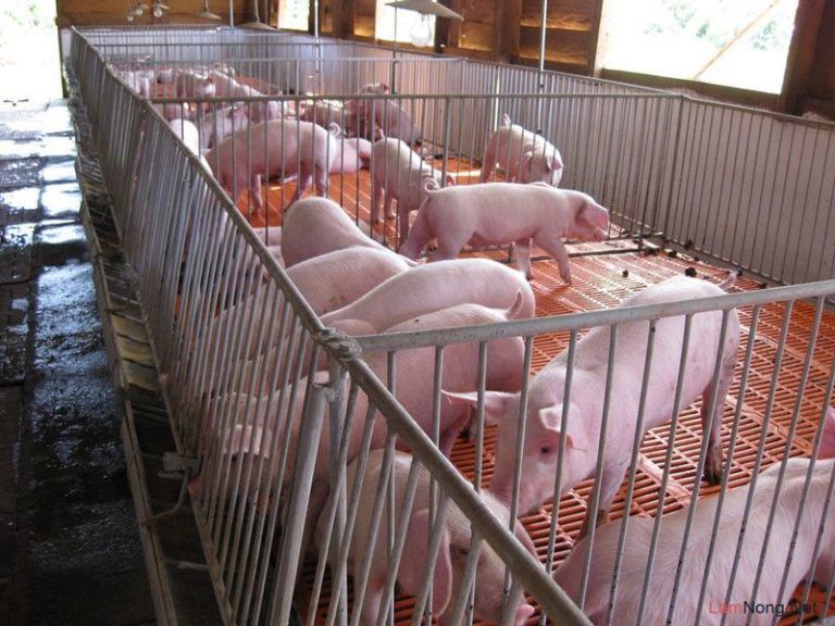 5 kỹ thuật nuôi heo thịt mau lớn, lợi nhuận cao