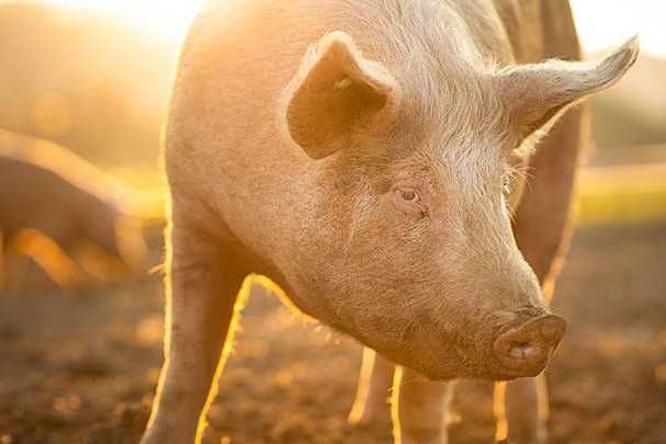 Bệnh viêm dạ dày - ruột truyền nhiễm ở lợn