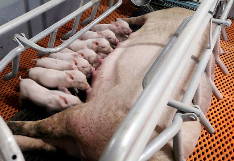 Xử lý heo nái bị mất sữa