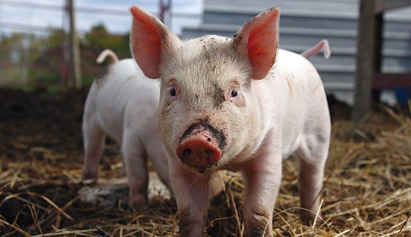 Lợn chết do dịch bệnh hoặc bị tiêu hủy được hỗ trợ 40.000 đồng/kg hơi