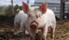 Lợn chết do dịch bệnh hoặc bị tiêu hủy được hỗ trợ 40.000 đồng/kg hơi