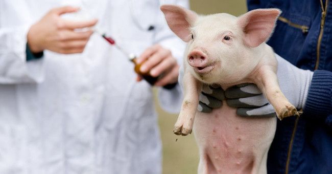 Đẩy nhanh tiến độ nghiên cứu vaccine dịch tả lợn châu Phi