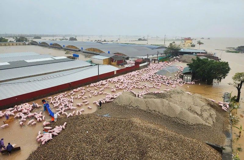 Chung tay hỗ trợ ngành chăn nuôi vượt khó sau bão lũ