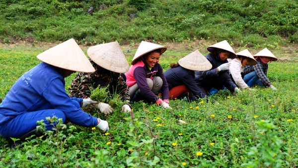 Xà bông Sinh Dược Xà bông Sinh Dược