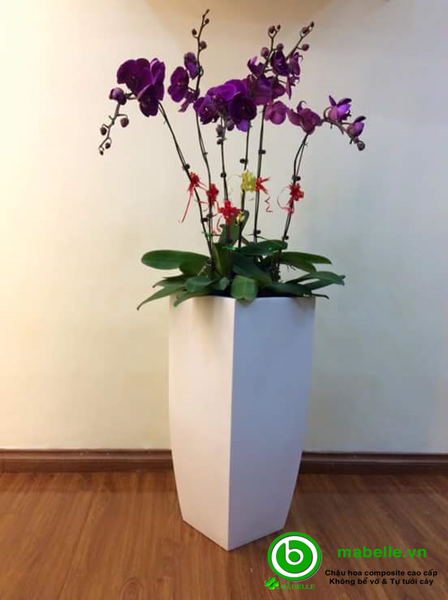 Chậu composite - 1