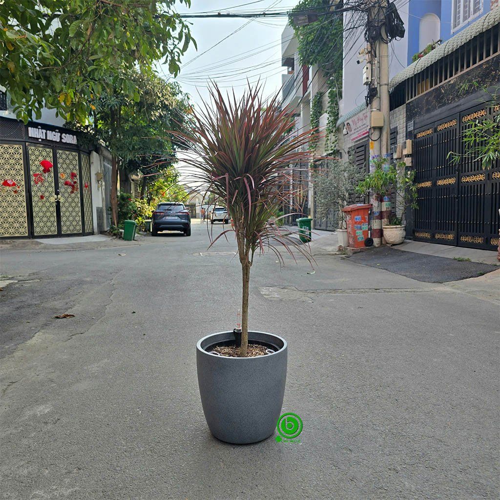 chậu composite tự tưới