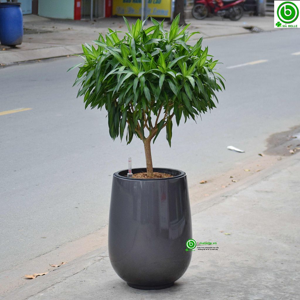 chậu hoa composite