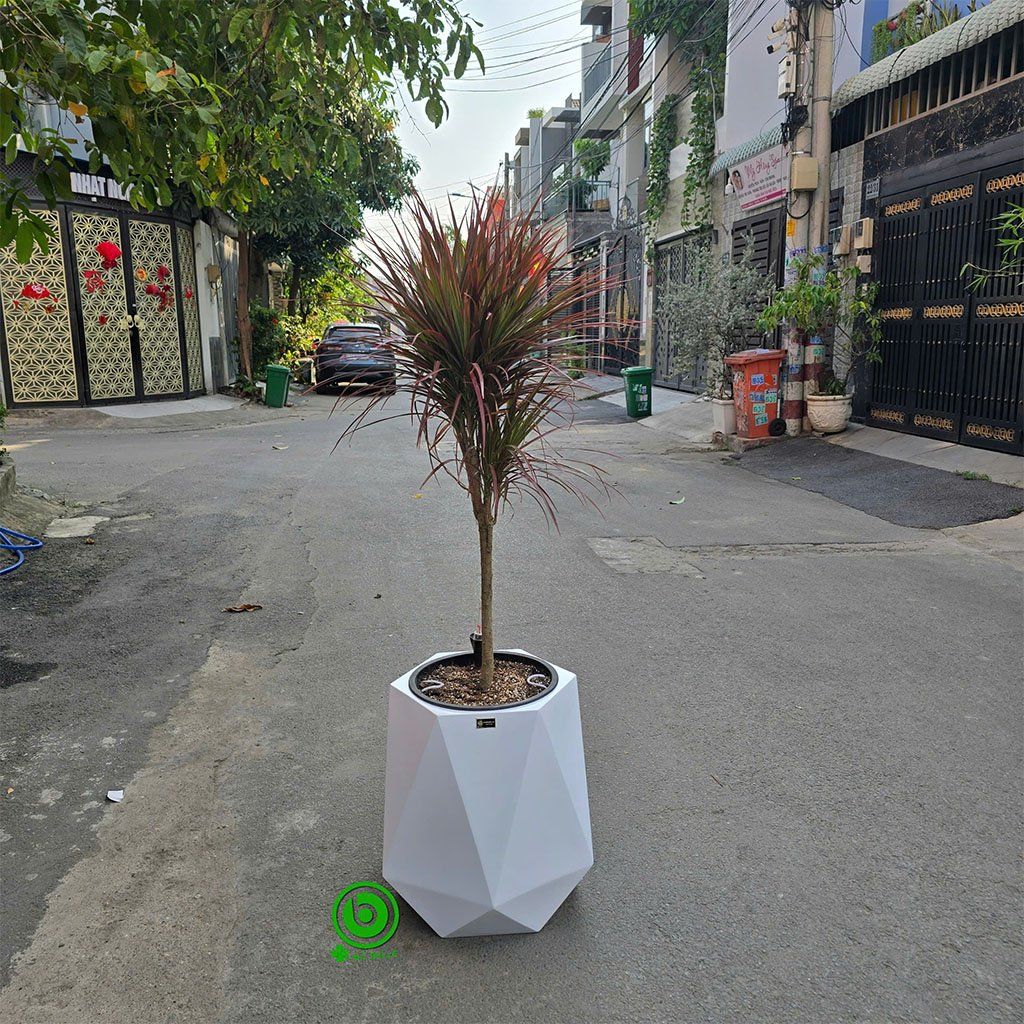 chậu composite bình dương