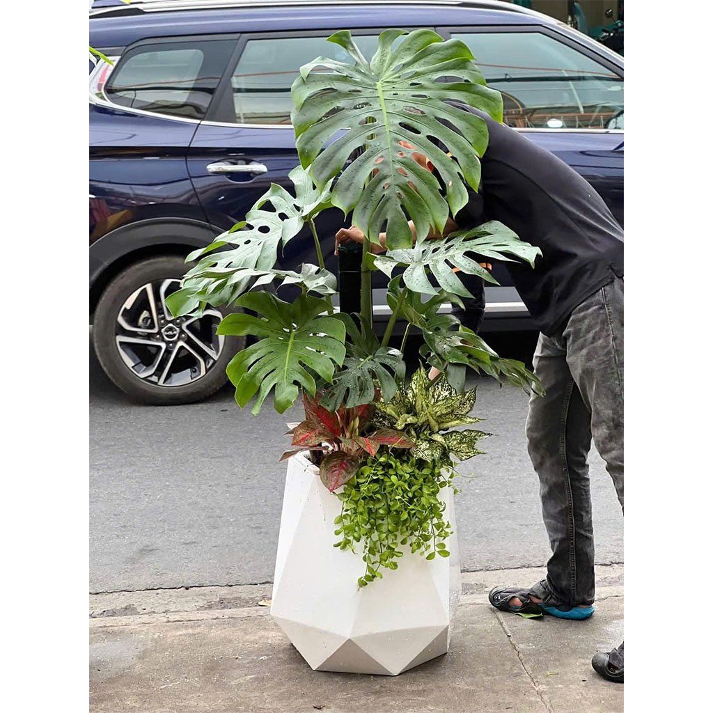 chậu composite kim cương