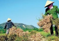Nước tỏi gừng: Bài thuốc tự nhiên chống cảm cúm hiệu quả