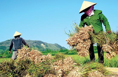 Bài thuốc tỏi hỗ trợ tiêu hóa, tăng cường hấp thu chất dinh dưỡng.