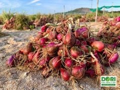 🎁 ƯU ĐÃI ĐẶC BIỆT – HÀNH TÍM LÝ SƠN CHÍNH VỤ - CHỈ 7 NGÀY