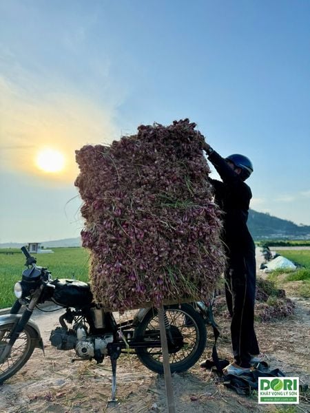 Nông dân chở HÀNH TÍM LÝ SƠN CHÍNH VỤ về nhà