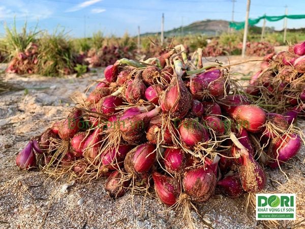 Hành tím Lý Sơn Dori đang ưu đãi đặc biệt