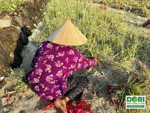 Nông dân thu hoạch HÀNH TÍM LÝ SƠN CHÍNH VỤ
