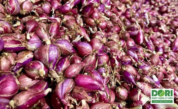 CHƯƠNG TRÌNH ƯU ĐÃI ĐẶC BIỆT – HÀNH TÍM LÝ SƠN CHÍNH VỤ